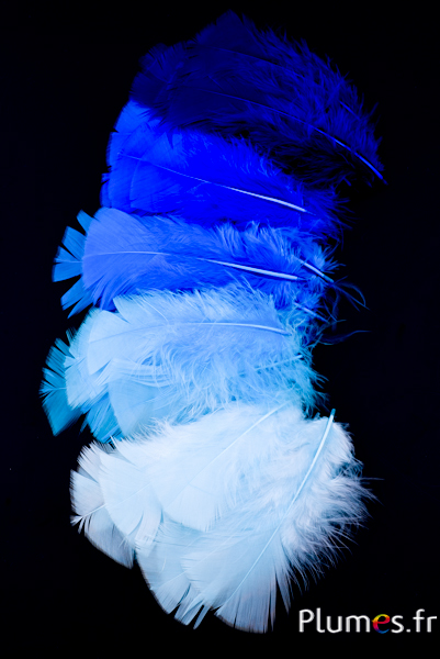 Putenfedern - Blautöne Putenfedern - Blautöne